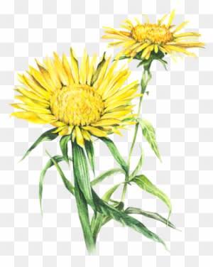 The Hair's Pigments, Whether They Are Natural Or Colored - Sunflower - Transparent PNG Free Download