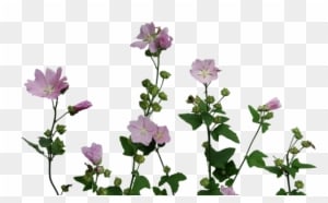 Transparent Flowers Transparent Flowers Colour Plant - Transparent Tumblr Plants - Transparent PNG Free Download