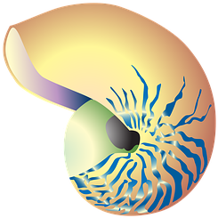 Clipart, Animal, Snail, Nature, Drawing - Clip Art - Transparent PNG Free Download