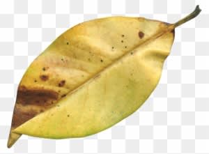 Magnolia Leaf, Fall, Autumn, Season, Nature, Natural - Autumn - Transparent PNG Free Download