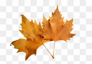 Leaf Autumn Leaf Autumn Nature Png Image - Leaf Autumn Leaf Autumn Nature Png Image - Transparent PNG Free Download
