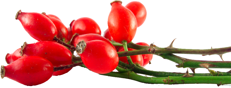 Herb & Hedgerow » For People Who Love & Make Botanical - Benefits Of Rosehip Oil - Transparent PNG Free Download