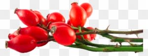 Herb & Hedgerow » For People Who Love & Make Botanical - Benefits Of Rosehip Oil - Transparent PNG Free Download