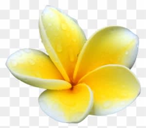 Our Powerful Organic Bio-active Ingredients Are Wild - Flower Plumeria Yellow Png - Transparent PNG Free Download