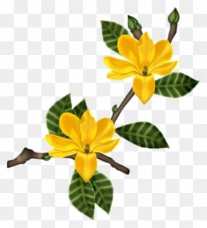 Pin By Lisabwd Digiscrap ♥pin Freely♥ On Flower✿plant❧real✿digi - Magnolia Flower - Transparent PNG Free Download