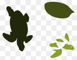 Nature, Personal Use, Seaturtle, - Nature, Personal Use, Seaturtle, - Transparent PNG Free Download