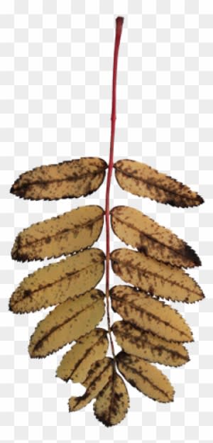 Rowan Tree Foliage Texture Back View Shrub Sorbus Old - Dead Leaves Transparent - Transparent PNG Free Download