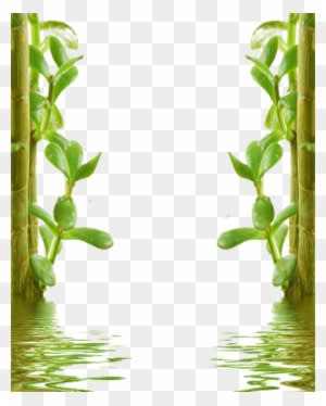 Natural Png - Natural Png - Transparent PNG Free Download