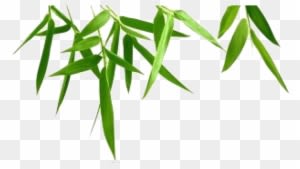Nature - Epidendrum - Transparent PNG Free Download