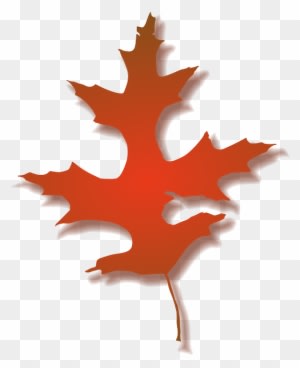 Leaf, Tree, Nature, Autumn, Color - Fall Oak Leaf Clipart - Transparent PNG Free Download