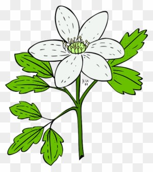 Plants, White, Flowers, Leaves, Garden, Anemone, Nature - Flowering Plant Clip Art - Transparent PNG Free Download