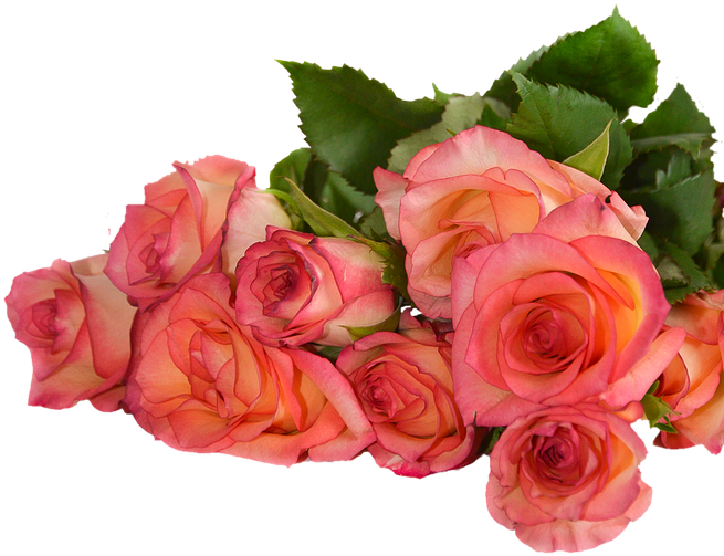 Rose, Flowers, Nature, Transparent Background - Plants And Flowers Transparent Background - Transparent PNG Free Download