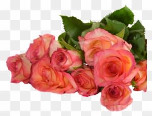 Rose, Flowers, Nature, Transparent Background - Plants And Flowers Transparent Background - Transparent PNG Free Download