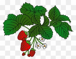 North Carolina State Red Berry - Food Chain With Labels - Transparent PNG Free Download