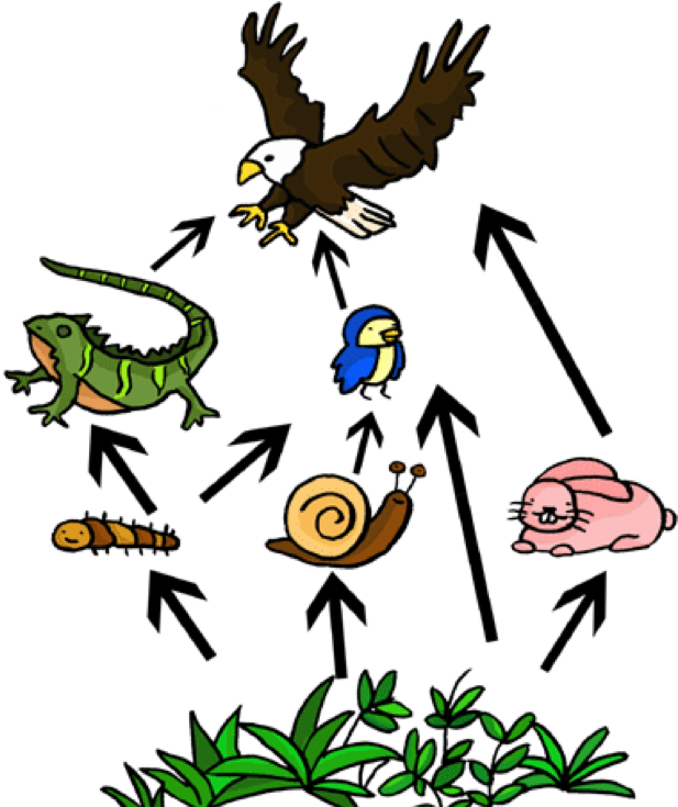 Primary Consumer - Food Web Easy To Draw - Transparent PNG Free Download