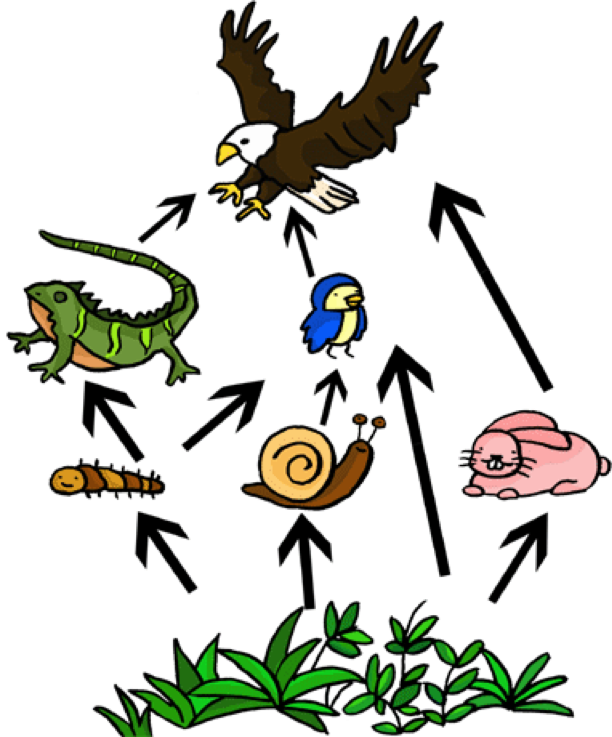 Food Web On Flowvella - Food Web Easy To Draw - Transparent PNG Free Download