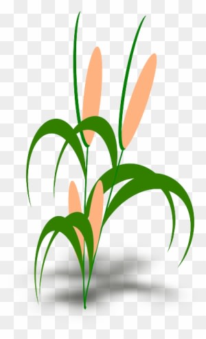 Plant, Cob, Green, Leaves - Food Chain With Snails - Transparent PNG Free Download