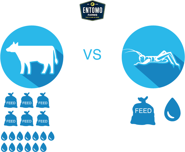 Cricket Food For Sustainability Infographic - Transparent PNG Free Download