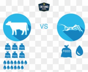 Cricket Food For Sustainability Infographic - Transparent PNG Free Download