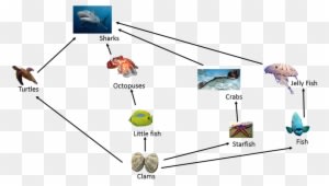 Food Chain In Great Barrier Reef - Transparent PNG Free Download