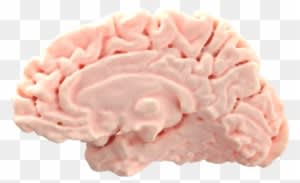 Brain (as Food) - Transparent PNG Free Download