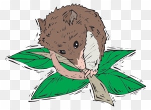 Secondary Consumers - Consumer In A Food Chain - Transparent PNG Free Download