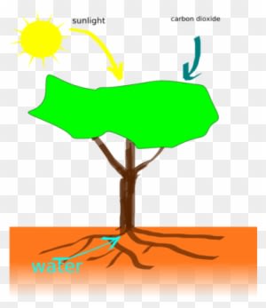 Plant Nutrients - Plants Making Their Food - Transparent PNG Free Download