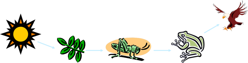 Food Chains Go In One Direction - Food Chain Complete Process - Transparent PNG Free Download