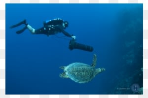 Scooter With Turtle - Diver Propulsion Vehicle - Transparent PNG Free Download