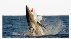 Great White Shark Megalodon Shark Attack Unmanned Aerial - Shark Jumping Out Of Water Transparent - Transparent PNG Free Download