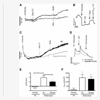 Effect Of Acute Roflumilast Perfusion In Normal And - Fig.1 - Transparent PNG Free Download