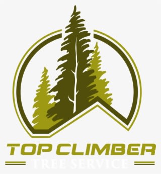 Logo Design Stargrafix Marketing Vehicle Wraps And - Logo Pine - Transparent PNG Free Download