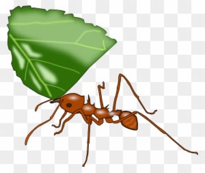 Ant Clipart Vector - New Jersey Institute Of Technology - Transparent PNG Free Download