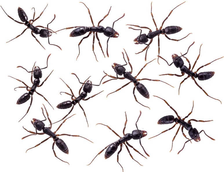 Atn - American Technologies Network Corporation - Transparent PNG Free Download