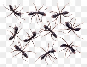 Atn - American Technologies Network Corporation - Transparent PNG Free Download