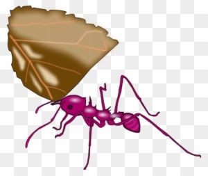 Ant Carrying A Leaf Vector Clip Art - New Jersey Institute Of Technology - Transparent PNG Free Download
