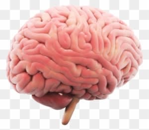 We Work With State Of The Art Technology - Brain - Transparent PNG Free Download