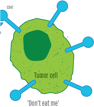 Regulation Of Cellular Phagocytosis In Cancer, Inflammation - Regulation Of Cellular Phagocytosis In Cancer, Inflammation - Transparent PNG Free Download