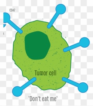 Regulation Of Cellular Phagocytosis In Cancer, Inflammation - Regulation Of Cellular Phagocytosis In Cancer, Inflammation - Transparent PNG Free Download