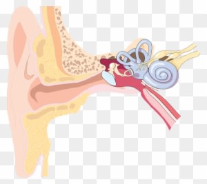 While Times And Technology Have Certainly Changed Since - Ear Diagram Clip Art - Transparent PNG Free Download
