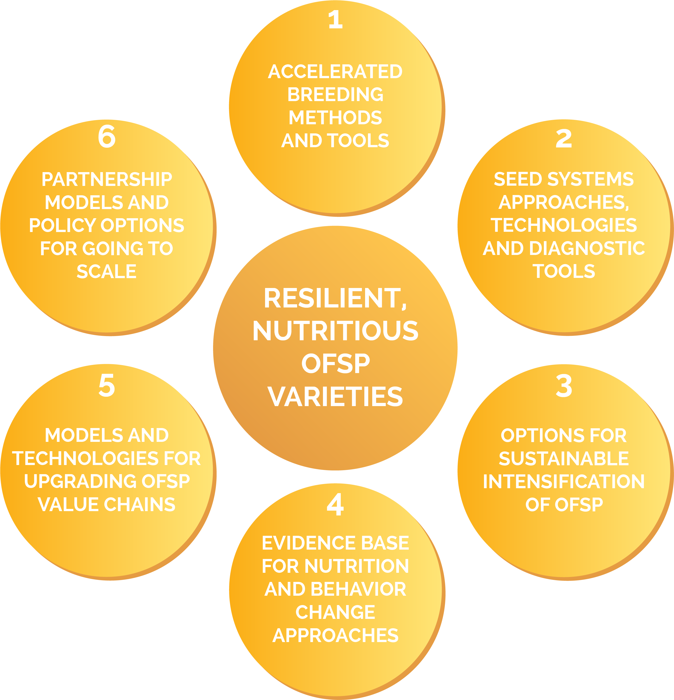 We Will Engage With Regional Research And Nutrition - International Potato Center - Transparent PNG Free Download