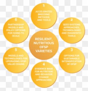 We Will Engage With Regional Research And Nutrition - International Potato Center - Transparent PNG Free Download