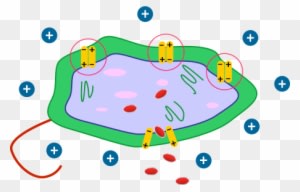 The Strong Electronic Charge Of Bac-d Technology Forces - Does Benzalkonium Chloride Kill E Coli - Transparent PNG Free Download