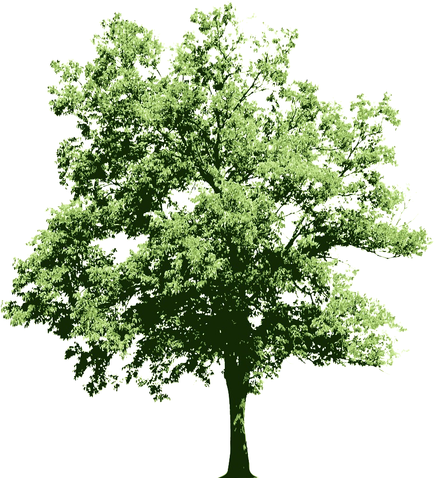 Ongoing Contributions To The Oracle Technology Community - White Flowering Shrub Png - Transparent PNG Free Download