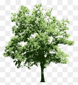 Ongoing Contributions To The Oracle Technology Community - White Flowering Shrub Png - Transparent PNG Free Download