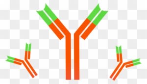 Clip Art Trellis Technology All Of - Antibody Clipart - Transparent PNG Free Download