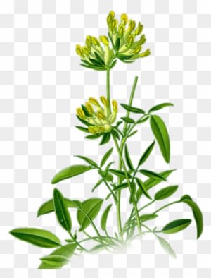 Part Of Herb - Anthyllis Png - Transparent PNG Free Download
