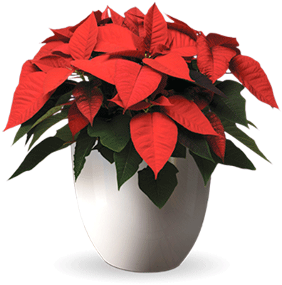Free Poinsettias Cliparts Download Free Clip Art Free - Poinsettia Plant Png - Transparent PNG Free Download