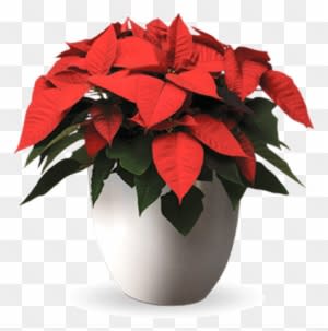 Free Poinsettias Cliparts Download Free Clip Art Free - Poinsettia Plant Png - Transparent PNG Free Download