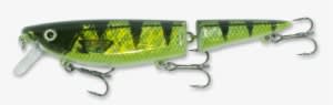 Holo Perch White Belly - Trophy Technology - Transparent PNG Free Download